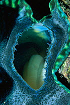 Giant clam close up of exhalent siphon {Tridacna gigas} Great Barrier Reef, Australia