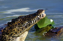 Cuban crocodile {Crocodylus rhombifer} captive