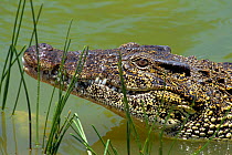 Cuban crocodile {Crocodylus rhombifer}