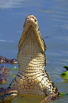 Cuban crocodile reaching up out of water {Crocodylus rhombifer}