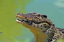 Cuban crocodile {Crocodylus rhombifer}