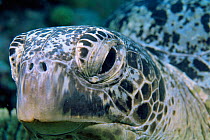 Green turtle head close up {Chelonia mydas} Coral sea, Australia