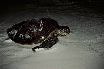 Green turtle female returning to sea {Chelonia mydas} after laying eggs, Great Barrier Reef, Heron island, Australia