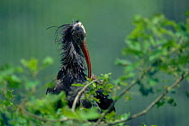 Hermit ibis preening {Geronticus eremita}