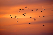 Hermit ibis flock flying to roost {Geronticus eremita}  Morocco