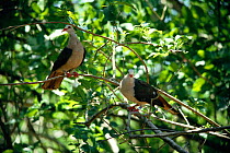 Pink pigeon pair {Columba mayeri} Pigeon Is, Mauritius