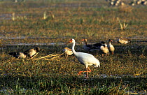 Great white crane {Grus leucogeranus} Keoladeo Ghana NP, India - overwintering