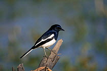 Magpie robin male {Copsychus saularis} India