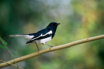 Magpie robin, male {Copsychus saularis} Keoladeo Ghana / Bharatpur NP, Rajasthan, India