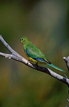 Orange bellied parrot {Neophema chrysogaster} Southwest NP, Tasmania, Australia, Critically endangered