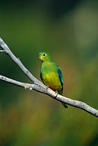 Orange bellied parrot {Neophema chrysogaster} Southwest NP, Tasmania, Australia - Critically endangered, only 200 left