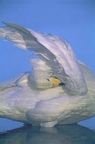 Whooper swan {Cygnus cygnus} preening under wing, Kussharo ko, Japan.
