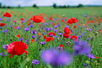 Common poppy and Cornflower flowering in field, Loire, France.