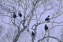 Steller's sea eagles perched in tree {Haliaeetus pelagicus} Nemuro Straits, Japan