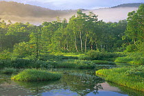Trees beside pond, Oze marsh, Japan