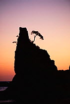 Tree silhouetted on rock promontory, Jodogohama, Ruikuchu Kaigan, Japan