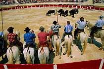 Bulls and horsemen at feast day festival, Camargue, France