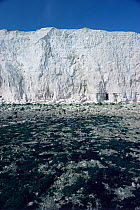 Chalk cliffs showing wave cut platform. Sussex, UK