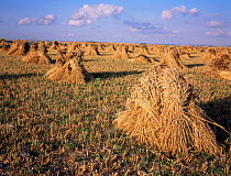Field of Wheat stooks drying after harvest, used for threshing and straw for thatching, Wiltshire, UK.