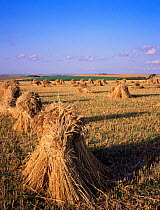 Field of Wheat stooks drying after harvest -  used for threshing and straw for thatching, Wiltshire, UK.