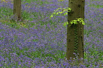 Bluebells {Hyacinthoides non-scripta} in beech wood, Hallerbos, Belgium