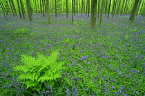 Bluebells in beech wood {Hyacinthoides non-scripta} Hallerbos, Belgium