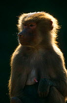 Female Hamadryas baboon backlit {Papio hamadryas} Captive, from Africa