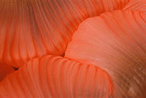 Close up of mouth of Sea anemone {Actiniaria} Sulu-sulawesi seas, Indo-pacific