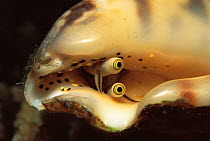 Close up of eye of sea snail, Sulu-sulawesi seas, Indo-Pacific