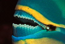 Close up of Parrotfish mouth showing teeth {Scaridae} Sulu-Sulawesi seas, Indo-pacific