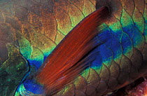 Close up of Parrotfish dorsal fin {Scaridae} Sula-sulawesi seas, Indo Pacific