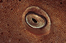 Close up of Nurse shark eye {Ginglymostoma cirratum} Sula-sulawesi seas, Indo Pacific
