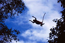 Proboscis monkey leaping from tree {Nasalis larvatus} Borneo, Indonesia