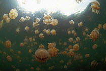 Stingless jellyfish float in brackish water lake, Kalaban Is, Kalimantan, Indonesia