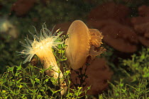 Upsidedown jellyfish {Cassiopeia sp} + anemone in brackish water lake, Kalaban Is, Kalimantan, Indonesia. Anemones feed on jellyfish