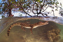 Juvenile Saltwater crocodile {Crocodylus porosus} amongst Mangroves, Sulawesi, Indonesia