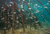 Juvenile fish feeding amongst roots of Mangrove trees, Sulu-Sulawesi seas, Indonesia
