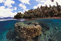 Split level coral reef with palm trees on beach Sulawesi, Indonesia