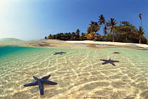 Starfish {Linckia laevigata} in shallow water Indonesia