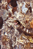 Banded seasnake showing fangs {Laticauda sp} Sulu-sulawesi seas, Indo Pacific ocean