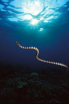 Banded sea krait swimming {Laticauda sp} Sulu-sulawesi seas, Indo Pacific ocean