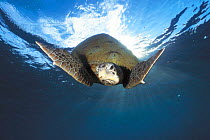 Green turtle swimming {Chelonia mydas} Sulu-sulawesi seas, Indo Pacific ocean