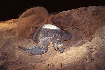 Green turtle digging nest in sand on beach {Chelonia mydas} Sulawesi, Indonesia