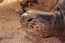 Green turtle head portrait {Chelonia mydas} Sulawesi, Indonesia