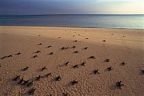 Green turtle hatchlings heading for the sea {Chelonia mydas} Sulawesi, Indonesia