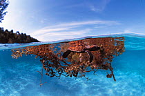 Hawksbill turtle hatchling {Eretmochelys imbricata} hiding in sargassum seaweed. Sulu-Sulawesi seas, Indo Pacific. Split level shot.