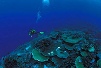 Diver at coral reef Sulu-sulawesi seas, Indo Pacific