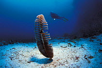 Sea pen (Pteroeides species} + diver, Sulu-sulawesi seas, Indo Pacific