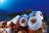 Corallimorpharia {Amplexidiscus fenestrafer} coral Sulu-sulawesi seas, Indo Pacific