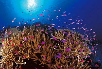 Coral reef with Anthias fish Sulu-Sulawesi seas, Indo Pacific